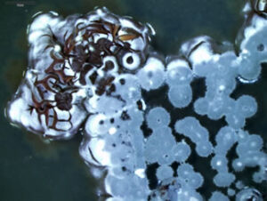 Streptomyces sp.