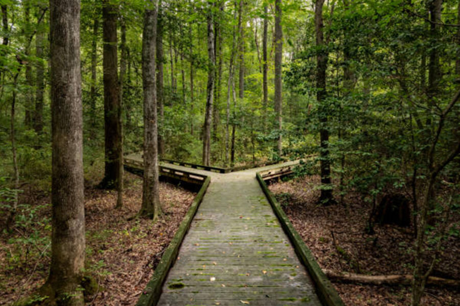 path forking in a woods