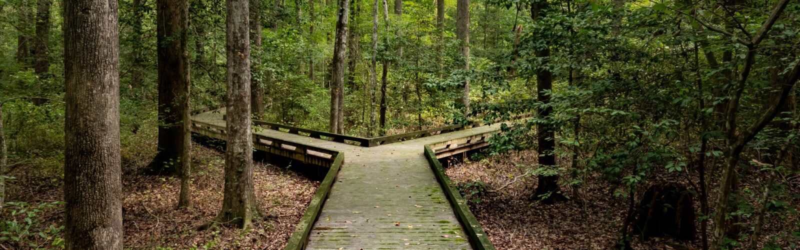 path forking in the woods