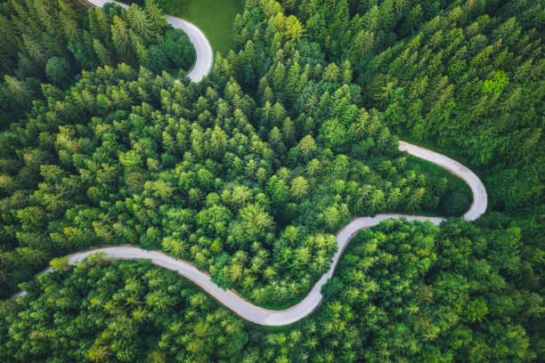 a winding road through a forest