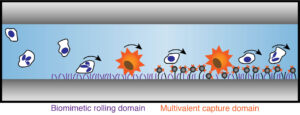 visualization of biomimetic rolling