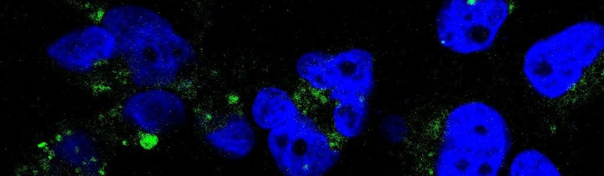 cells under microscope
