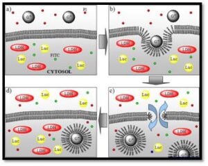 visualization of polycationic polymers inducing the formation of transient pores 