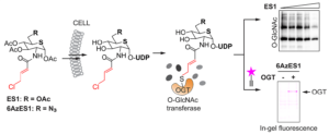 covalent inhibition of O-GlcNAc graphic