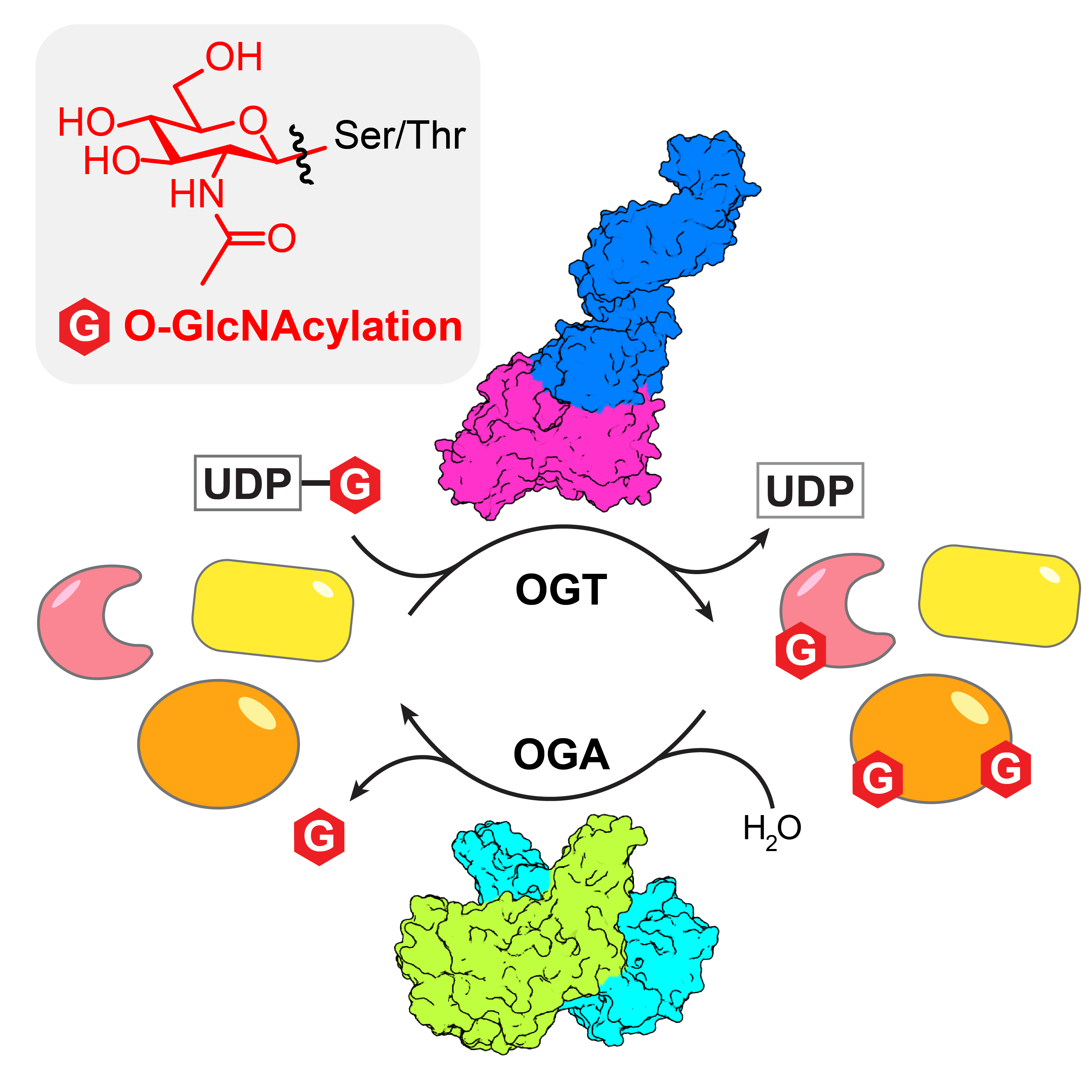 image of a protein structure and mechanism