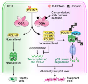 Infographic displaying route from PDLIM7 to either Healthy cells or Malignant cells