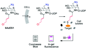 visualization of targeted covalent inhibition of O-GlcNAc transferase
