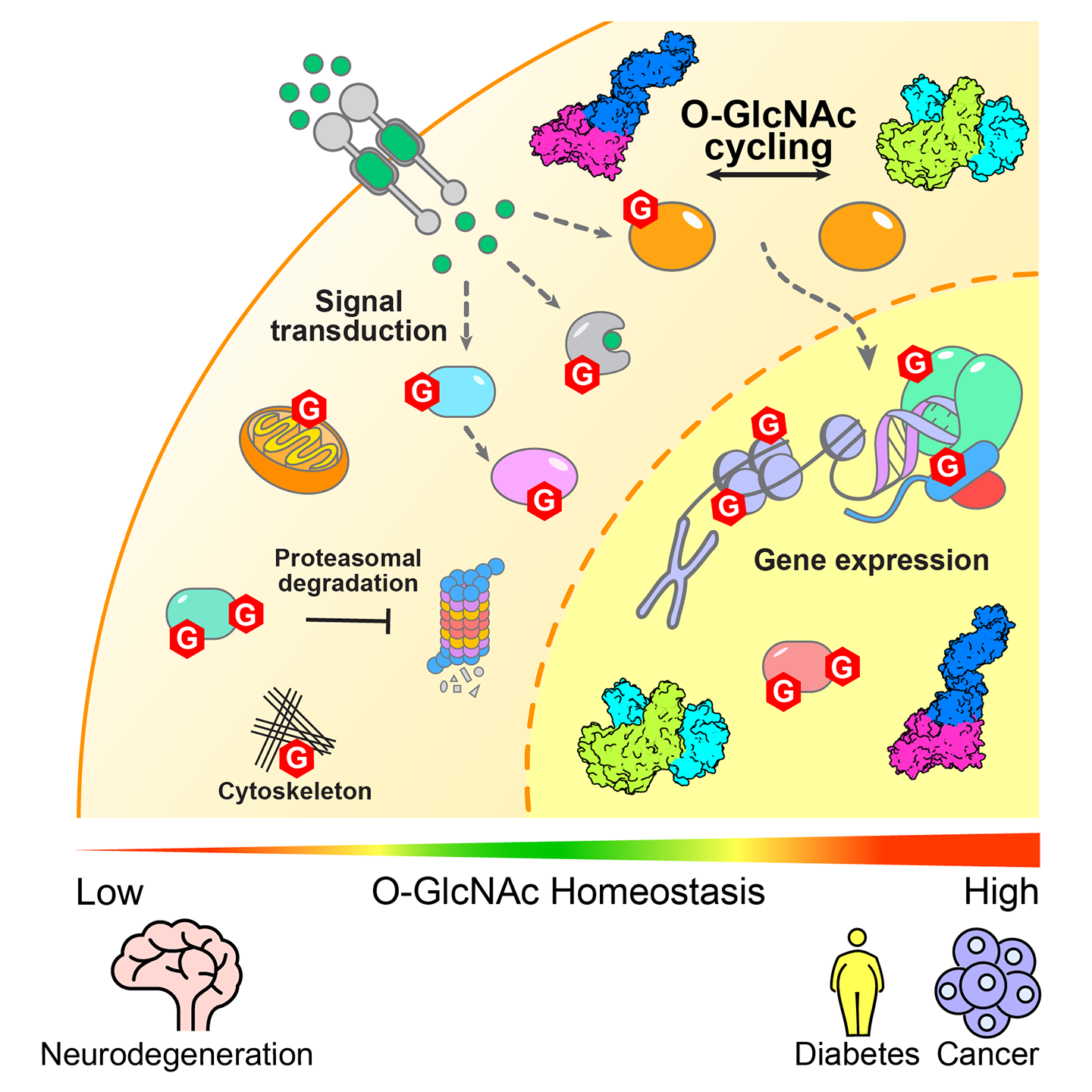 image representative of regulation of cellular functions