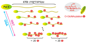 jiang-graphical-abstract of C-terminal domain of RNA polymerase II