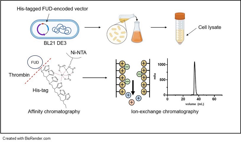 a picture depicting the Kwon Lab's PEGylated peptide inhibitor of fibronectin assembly,