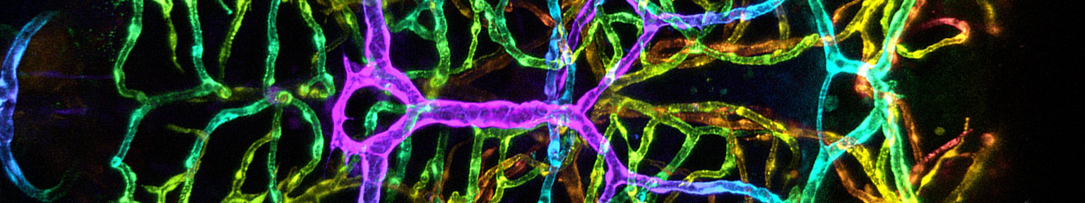 Vasculature of the Zebrafish glow purple, blue, and green against a black void