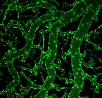 Micrograph of vasculature in the adult zebrafish brain.