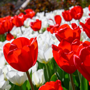 Red and white tulips bloom in the sun