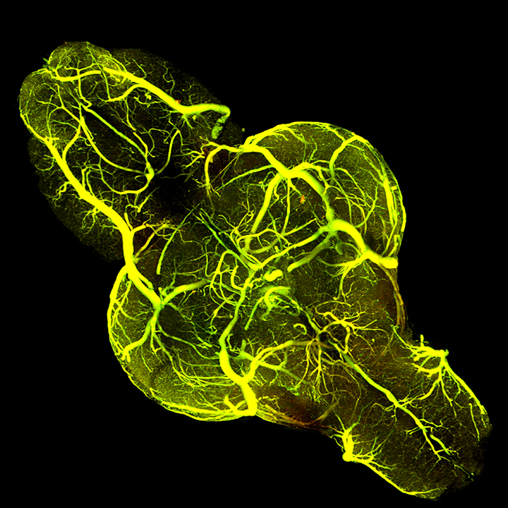 Entire adult zebrafish brain vasculature.