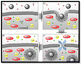 Polymer induced transient nanoscale hole formation.