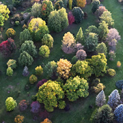 birds-eye view of colorful trees dotting a field in the fall