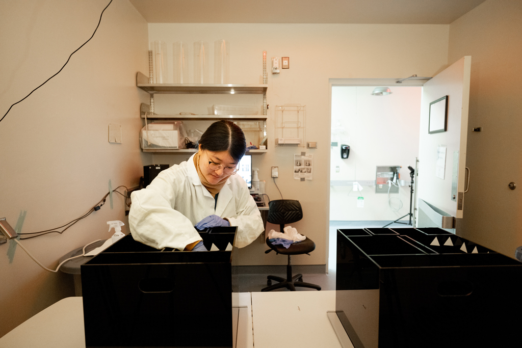 Lee places a mouse into the conditioned place preference equipment