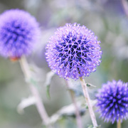 close-up of purple globe thistle flowers