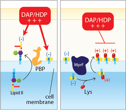 Fig. 1. Left: Combinatorial synergy. Right: Prevention of the emergence resistance to vancomycin and daptomycin.