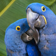 Two brilliant blue parrots native to Belize cuddle in the jungle